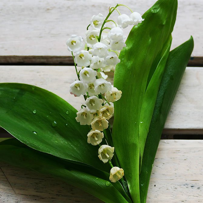 Sun's Eye Lily of the Valley Oil